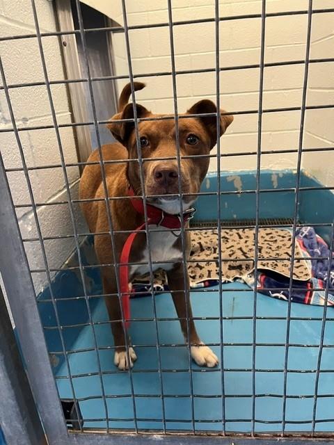 PetfindToronto's tweet photo. #MILITARYTRAIL #OLDKINGSTON  Pls RT2unite #FOUND #DOG- 6-Jul-26 #Toronto Animal Services A1039103 #EAST 416-338-7539 BROWN #LABRETRVR #AMERBULLDOG F/?Age https://t.co/du3hPum9Ym