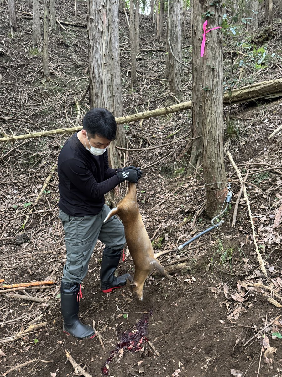 RYOUSHI_KOUBOU's tweet photo. 【ガチめの方が続々と研修に…】

有害駆除1年チャレンジが終わり若干燃え尽き症候群気味の原田であります…が…獣たちはそんなことはお構い無し…

罠の設置も極端に減らしているのですがなんだかんだで今月も本日で20頭…

ここの所の研修…自衛官4名…某鉄道会社1名…プロドラマー1名

タイミングよく捕獲がありいろいろな経験をしていただけました…

今日も元気にいきましょう♪