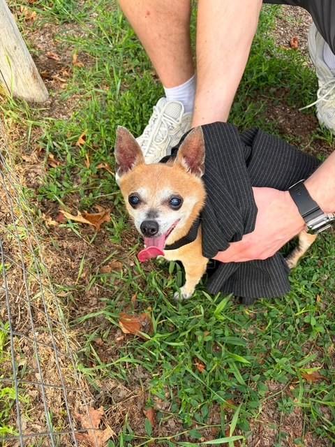 PetfindToronto's tweet photo. #HIGHPARK  Pls RT2unite #FOUND #DOG- 6-Jul-26 #Toronto Animal Services A1039131 #EAST 416-338-7539 TAN WHT #CHIHUAHUA-SM F/10Yr https://t.co/8hMo4DmlBf