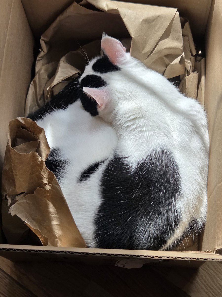 TheSprinklesCat's tweet photo. I surely do love my boxes π¦! I will even take a catnap in one, while in the sunshine π! Hope mew have a purrfect #CatBoxSunday! #cowcat #CatsOfTwitterX #AdoptDontShop #StaySafeFurrends https://t.co/trARyiRmZs
