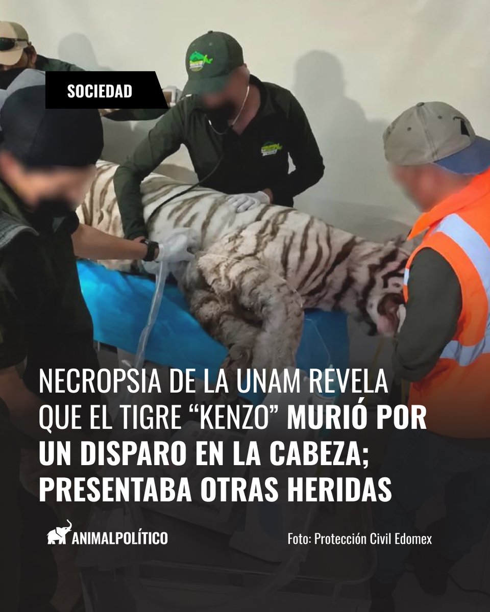 Pajaropolitico's tweet photo. 🐅 Kenzo, el tigre de bengala que escapó de su hábitat murió por broncoaspiración de sangre a consecuencia de hemorragias derivadas de un impacto de bala en la parte frontal de la cabeza, reveló el informe de la UNAM.

Lee más: https://t.co/nKhwpg6mDR https://t.co/RVKqW06nSs