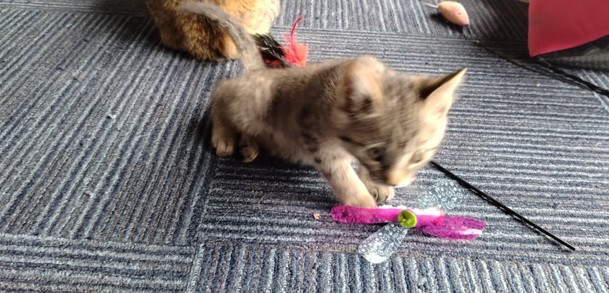 A_01145's tweet photo. 知り合いの家にも子猫が来てて滅茶苦茶やんちゃだった https://t.co/J3GePt6oEo