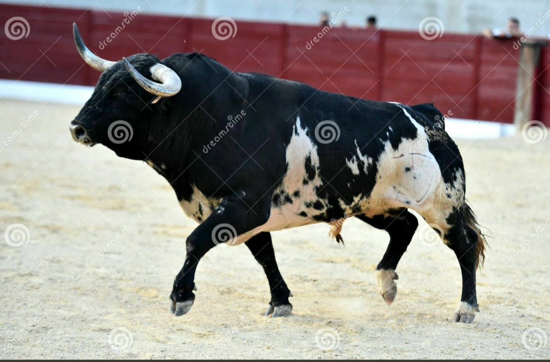 Bigcryptosanj1's tweet photo. @Sofia50020Sofia They are possibly liars If they claim they are and they are not what they claim. So let see how milking this cow works for you huh give me 30 days to draw the crowd we all want to see this male is male female is female let me know if your down for this https://t.co/XsAoTQ4ERK
