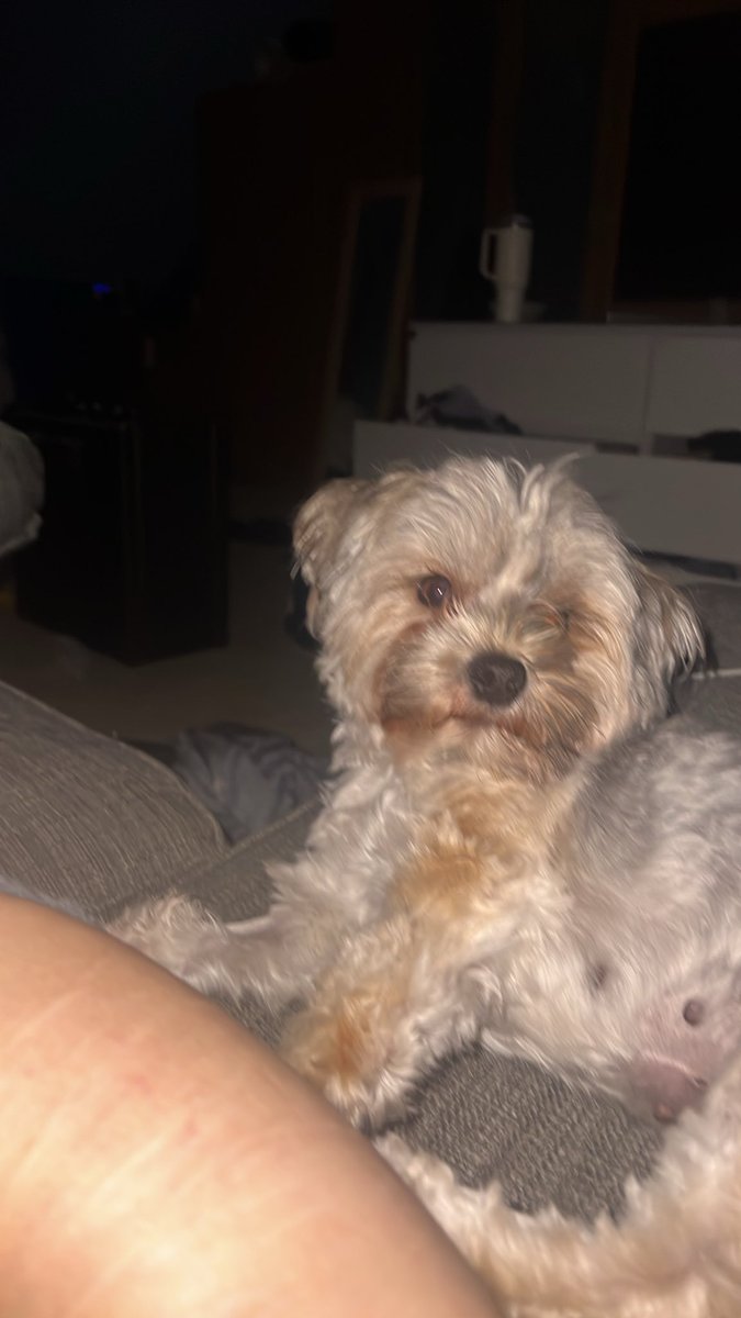 stellsdead's tweet photo. go away dawg im tryna slit my shit https://t.co/0jwv1RrOZg