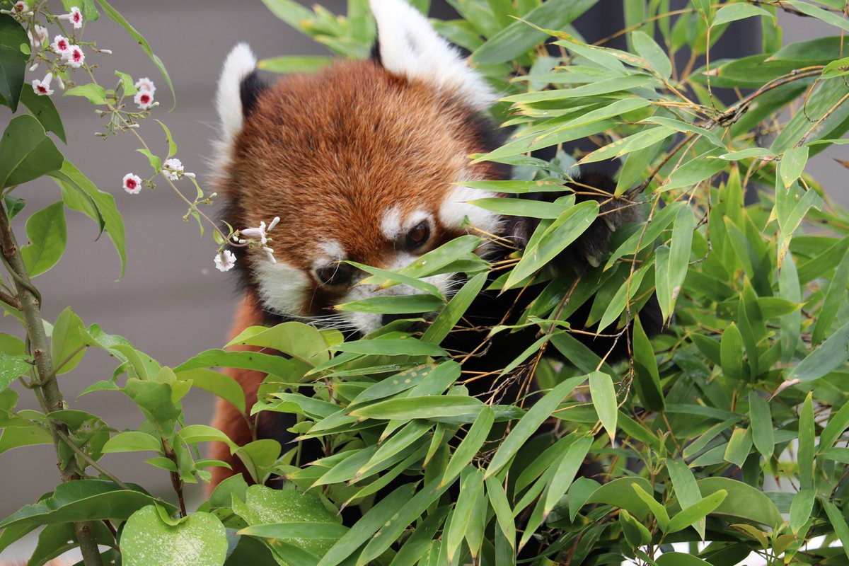 void99_'s tweet photo. 今朝の
#東山動植物園
の
#レッサーパンダ
とマムルネコ https://t.co/ICkjYdV0qh