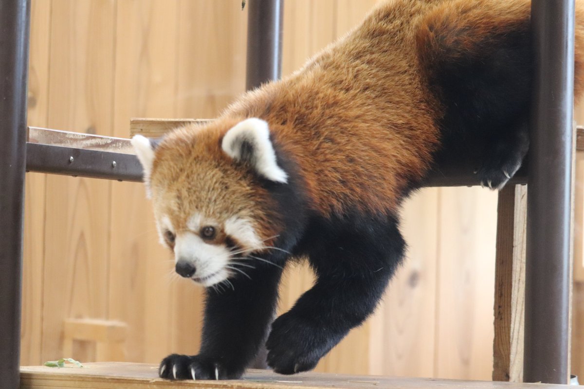 void99_'s tweet photo. 今朝の
#東山動植物園
の
#レッサーパンダ
とマムルネコ https://t.co/ICkjYdV0qh