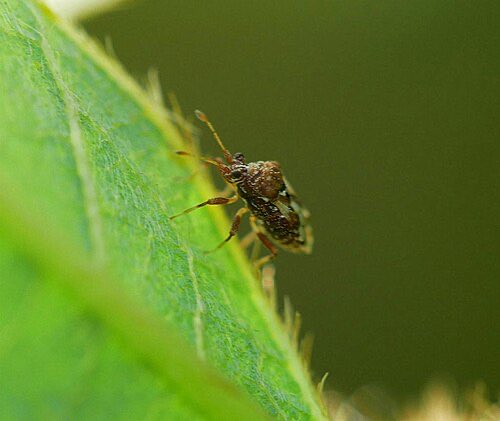 Gabchomp_angel's tweet photo. 今日、7月12日の誕生虫はナガカメムシ(Lygaenoidea(ナガカメムシ上科))です。
虫言葉は「ラブソング」です。
六脚亜門 昆虫綱 半翅目 カメムシ亜目 カメムシ下目 ナガカメムシ上科
参考画像 Wikipedia(メダカナガカメムシ 𝘊𝘩𝘢𝘶𝘭𝘪𝘰𝘱𝘴 𝘧𝘢𝘭𝘭𝘢𝘹) https://t.co/UKNKFxkGui