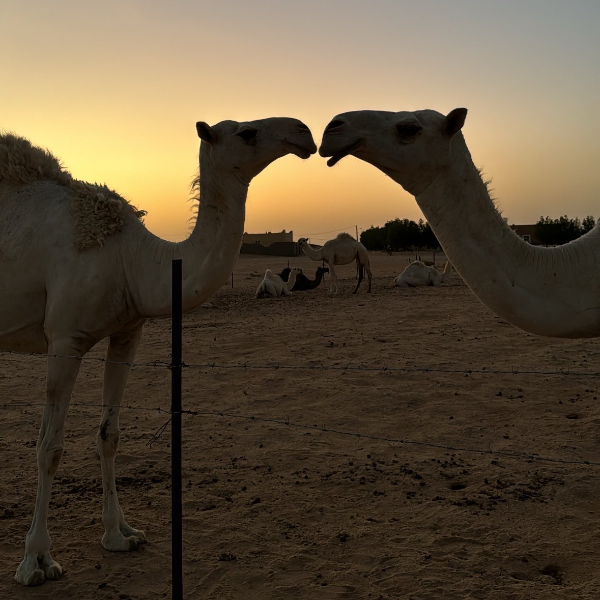 diwe12's tweet photo. 🐪🌴 https://t.co/MmL5nfE23P