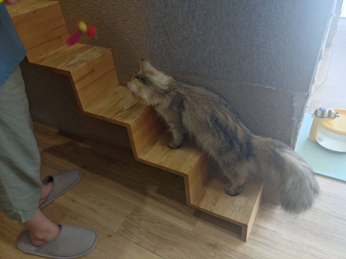 asuta0531's tweet photo. 猫カフェ https://t.co/Ho1te6dKFU