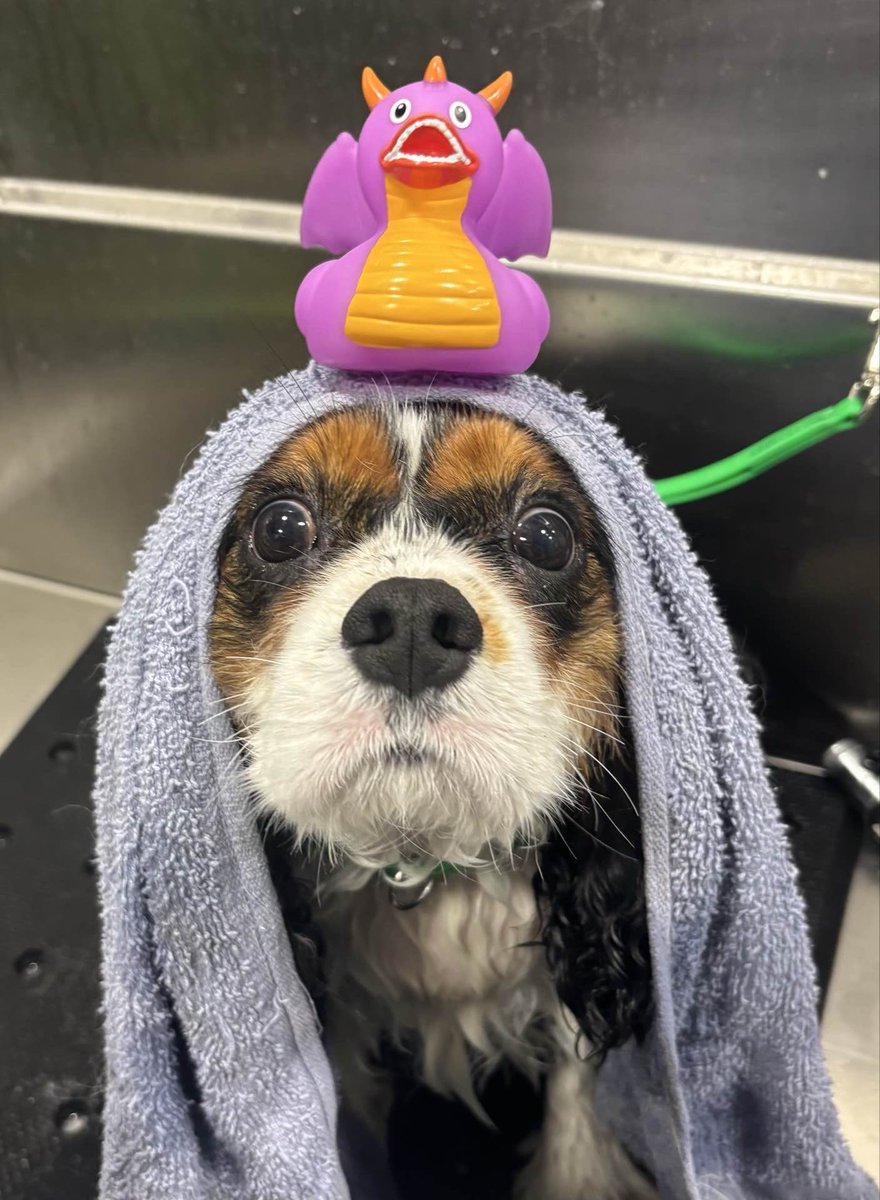 Walter the cavalier tweet media