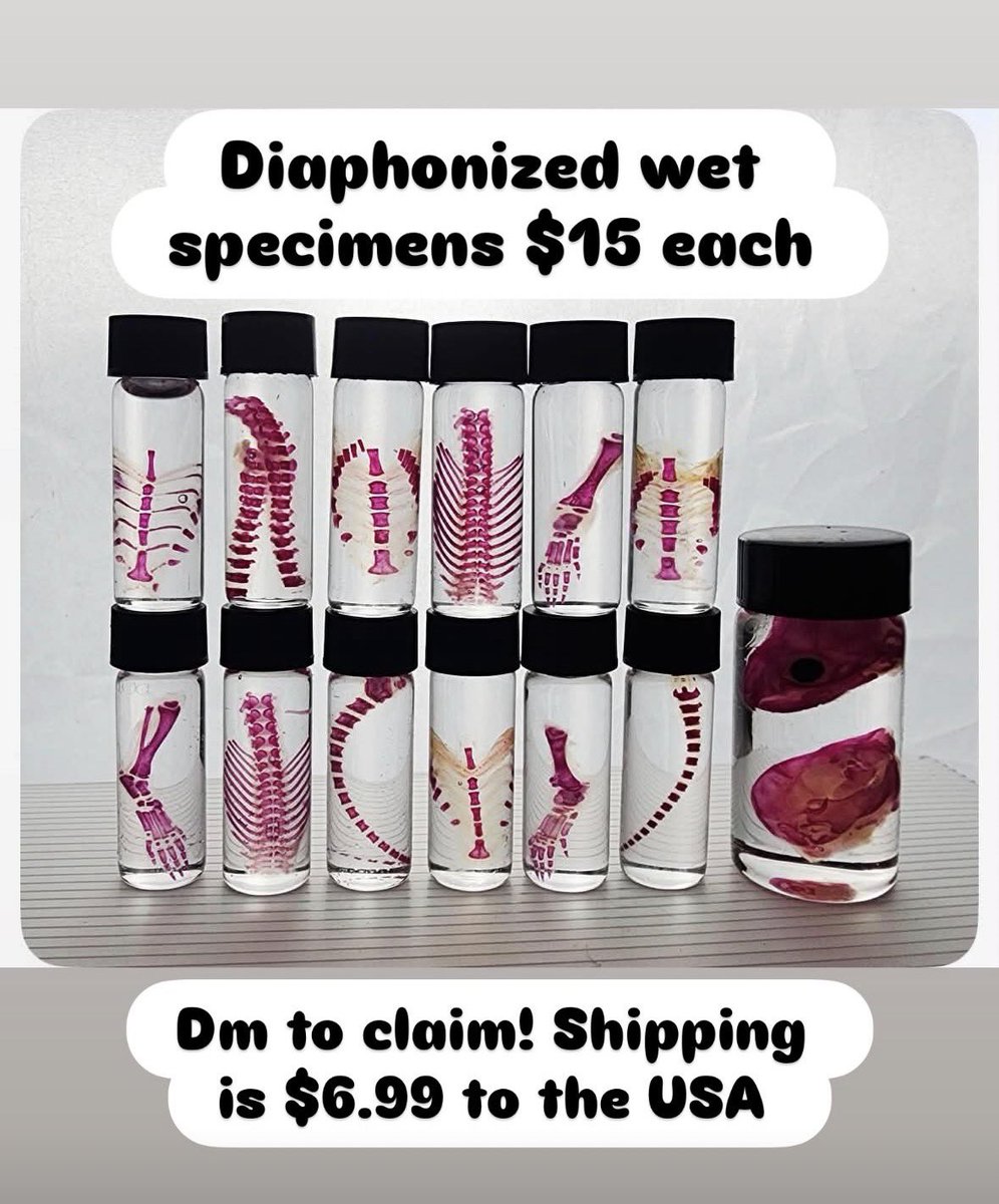Copperashes's tweet photo. Comment or dm to claim!! Diaphonized wet specimens! Fish, shrimp, frog, rat pieces, pinkie mice! https://t.co/HWI7gpR4m5