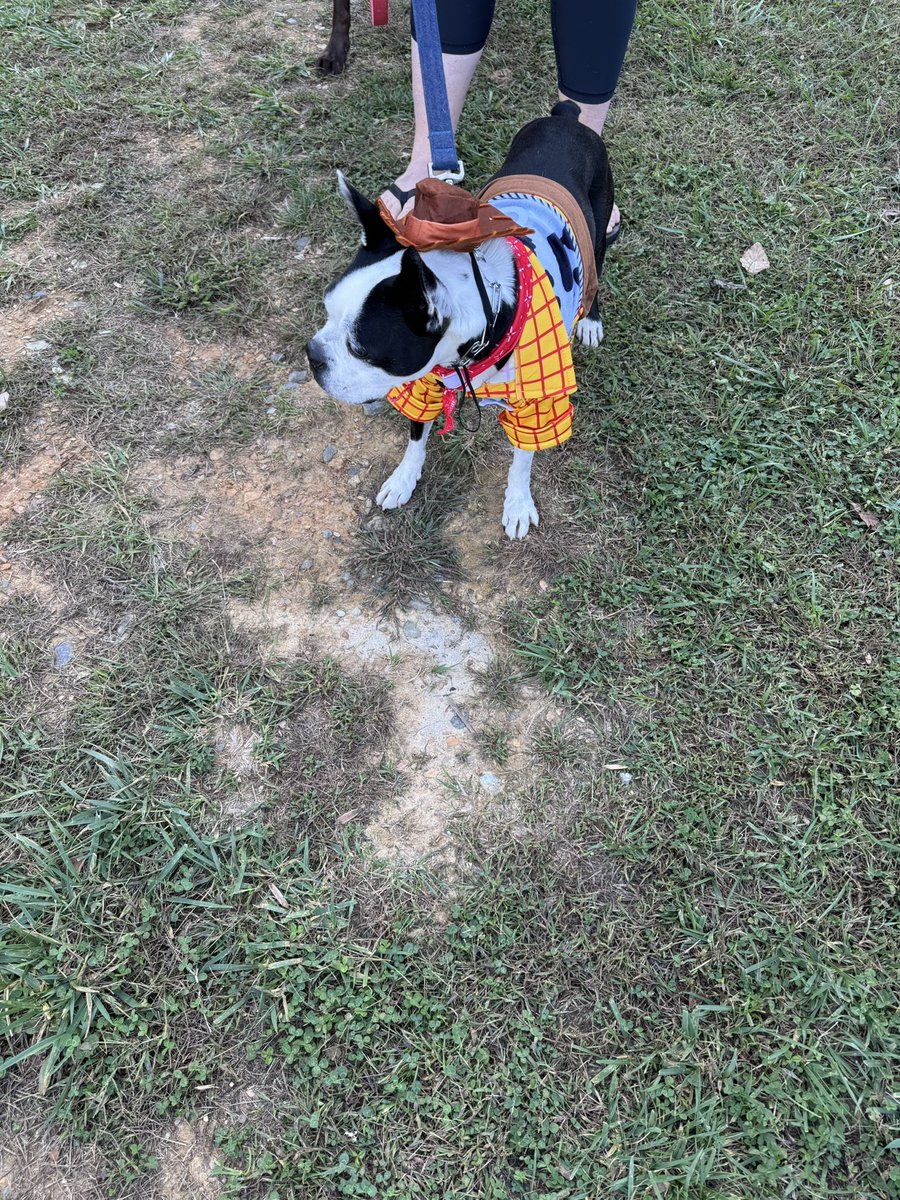 RealRBIlegend's tweet photo. @bterrierdogs Oliver as Sheriff Woody https://t.co/WXfsOvaI6g