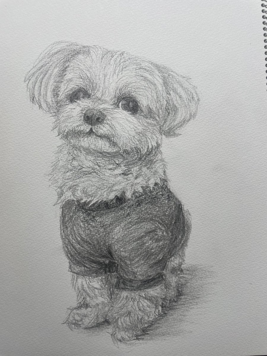Lobo87777's tweet photo. 2B鉛筆で描きました。
#犬　#鉛筆画　#イラスト https://t.co/OSKe3VQD7D