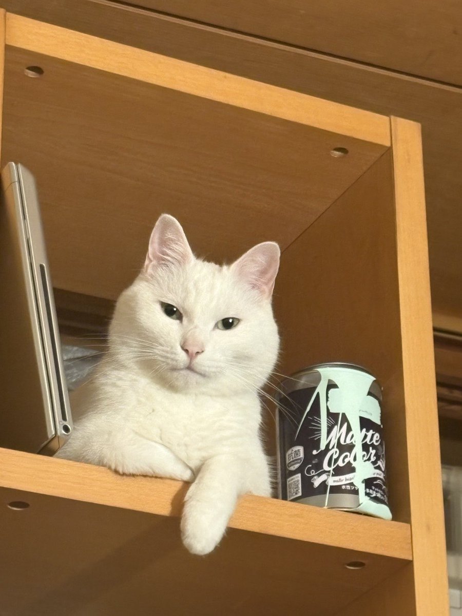 koicatoooo's tweet photo. https://t.co/2Rqi2wYvjZ