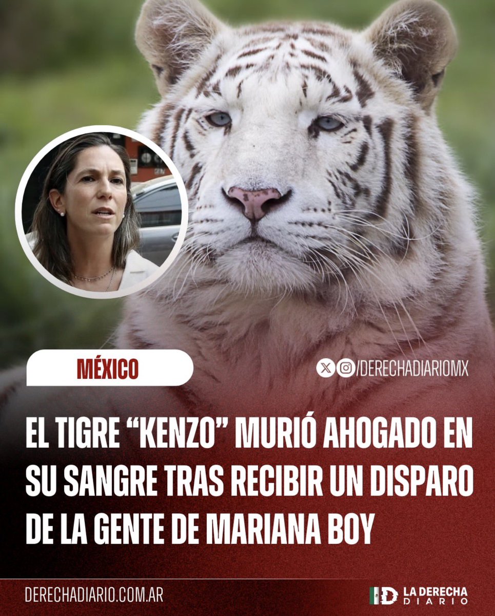 RicardoBSalinas's tweet photo. Los #NarcoPolíticos del @PartidoMorenaMx mataron al tigre Kenzo. Hoy se confirma que el pobre felino murió ahogado en su propia sangre. ¡Qué barbaridad!

¿Ya salió alguien a dar la cara y a ofrecerle una disculpa a la gente? ¿O siguen escondiéndose y encubriendo a los responsables?