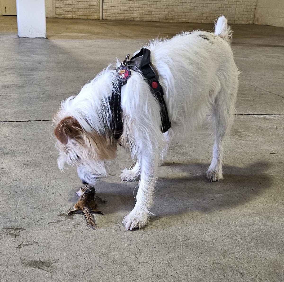 7bergie's tweet photo. @WellyUBM Wasn't sure if I should post this, but I did dispatch a chippy that got into our garage! It definitely looked like a Zomb by the time I was done with it! Mama gave it an aerial burial into the pond to feed the snapping turtles! https://t.co/CuMRQaTaen