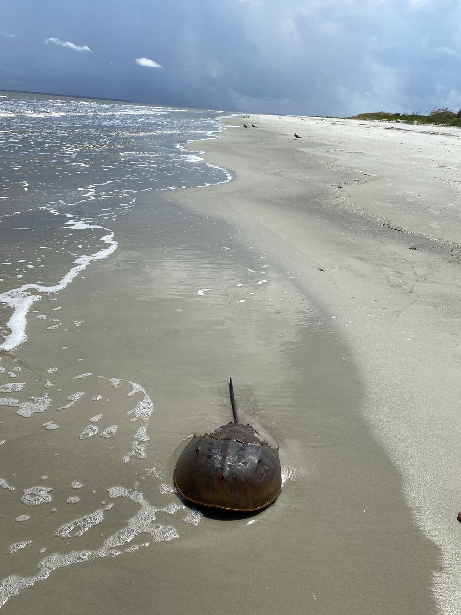 JMKaay's tweet photo. I didn’t find the horseshoe crab. it found me. https://t.co/p2yQcGg39C