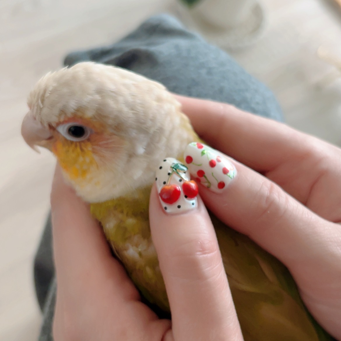 irh279's tweet photo. 爪と鳥かわいい https://t.co/6IBFN6tyoH