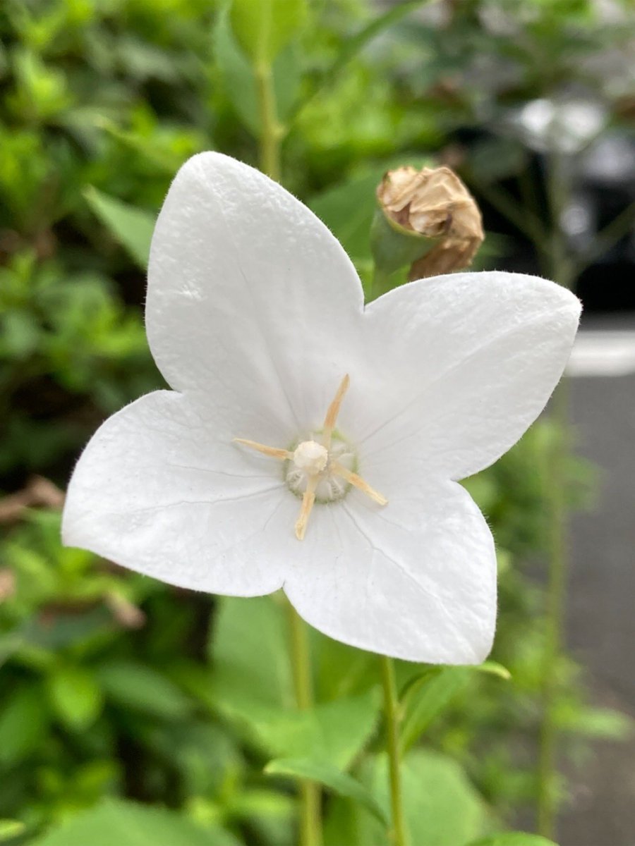 花言葉は 「気品」 #TLを花でいっぱいにしよう #FlowerPower