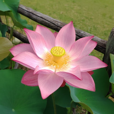 jn0219's tweet photo. 早朝のハスは美しい。昼になってもそこそこ咲いているから満足してたけど、朝のハスは十分見る価値がある。
#宇治市植物公園 #観蓮会 https://t.co/obiXlyivvj