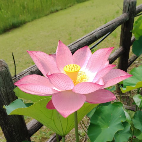 jn0219's tweet photo. 早朝のハスは美しい。昼になってもそこそこ咲いているから満足してたけど、朝のハスは十分見る価値がある。
#宇治市植物公園 #観蓮会 https://t.co/obiXlyivvj
