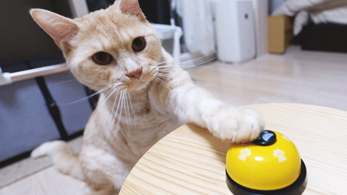 Solathacat's tweet photo. 寝落ち寸前…二度見して飛び起きた猫、その理由は？

https://t.co/fuVHKGwVxb

#猫のSola
#猫動画
#猫好きさんと繋がりたい
#猫のいる暮らし https://t.co/yUSooGwOss