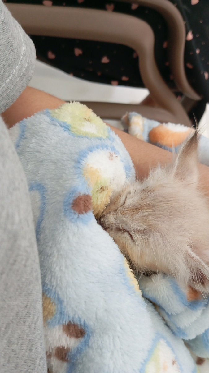 DanyMarx's tweet photo. Fico com tanta dó do baby pietro que tudo que posta dele acaba hitando de tão judiado que o bichinho é. Lembro quando postei essa consulta dele no tiktok. Bichinho pesava 300gramas https://t.co/1ksEferbxk
