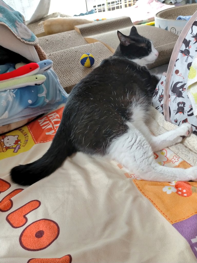 Bon52206860's tweet photo. エアコンよりも自然の風が好きな🐈‍⬛猫様、人間は暑いです😥ｶﾞﾏﾝ
ヘビのおもちゃで遊んで爆睡中
#猫のいる暮らし https://t.co/fS5FgO3muS