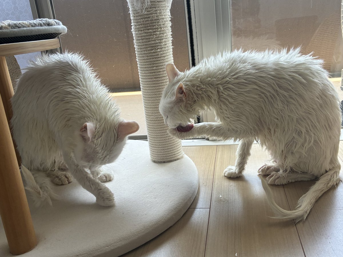 paccoppa's tweet photo. お疲れ様でした https://t.co/eBtrVHsmgi