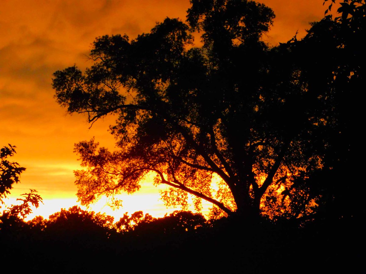 kaytoalday's tweet photo. One thing I love about here are the sunsets. The golden hour. It's so beautiful to see this from my back porch https://t.co/tMQXhmXZXe