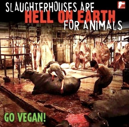 WhyNotVeganism's tweet photo. https://t.co/7cEWe9Cx1b