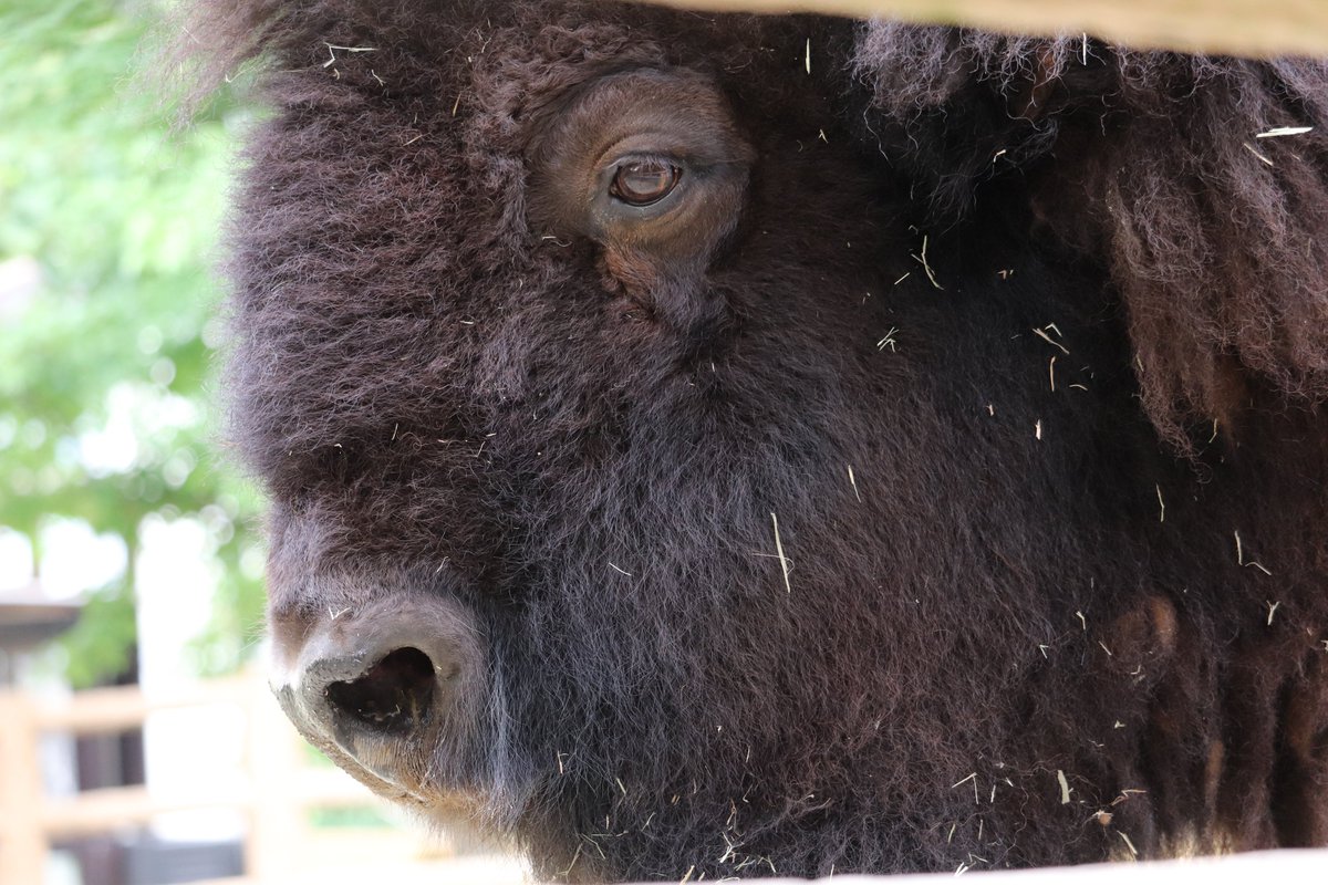 void99_'s tweet photo. 今日は一眼レフのカメラを持って動植物園に行ったのだけど、重たくて疲れましたわ。 https://t.co/WKxBwWMRmn