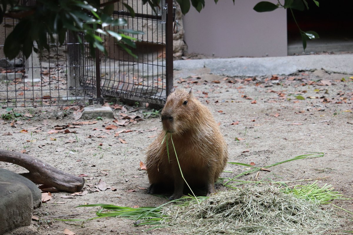 void99_'s tweet photo. 今日は一眼レフのカメラを持って動植物園に行ったのだけど、重たくて疲れましたわ。 https://t.co/WKxBwWMRmn