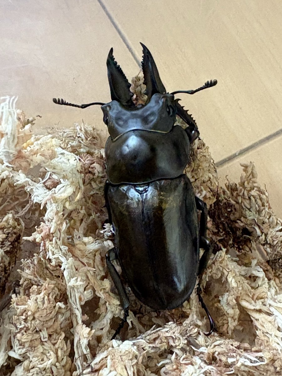 TT81214283's tweet photo. 昨日は滋賀県へお買い物ついでに昔ながらのクワガタショップを見つけたので寄ってきました🚗
オウゴンオニクワガタが♂単2000円で売っててせっかくなので買ってみました！
安いですよね？？

このオウゴンオニクワガタの種類わかる方いますか？店のおじいちゃんに聞いてもわからないと言われました。笑 https://t.co/MrCvKARNyd