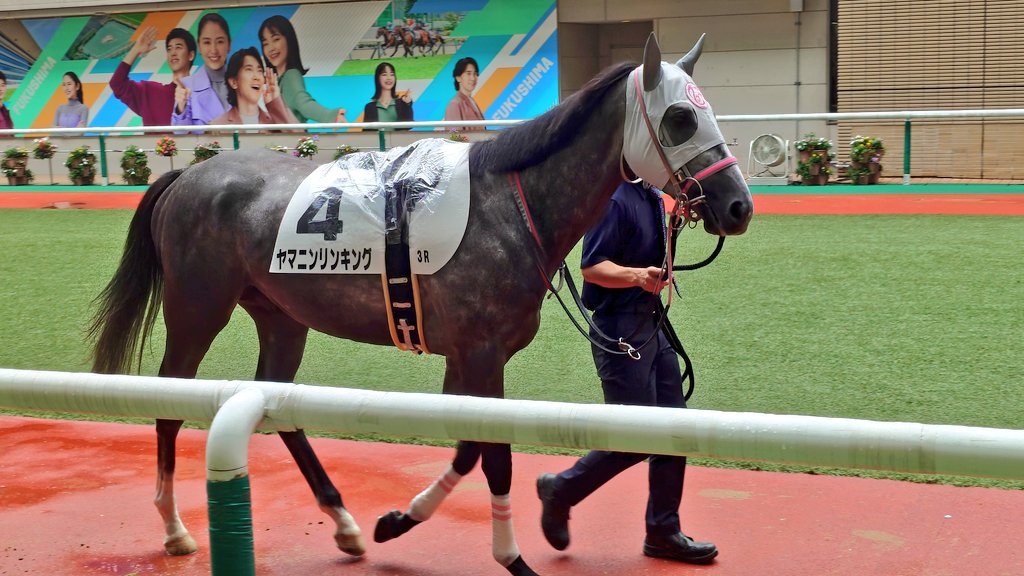 YamaninClub's tweet photo. 福島3R 3歳未勝利 で、 #ヤマニンリンキング がデビューします。
リコール、アラバスタ、アドーレと続く芦毛の継承者。姉兄たちに続く走りの始まりに注目です👊 https://t.co/glqXBFgwbl