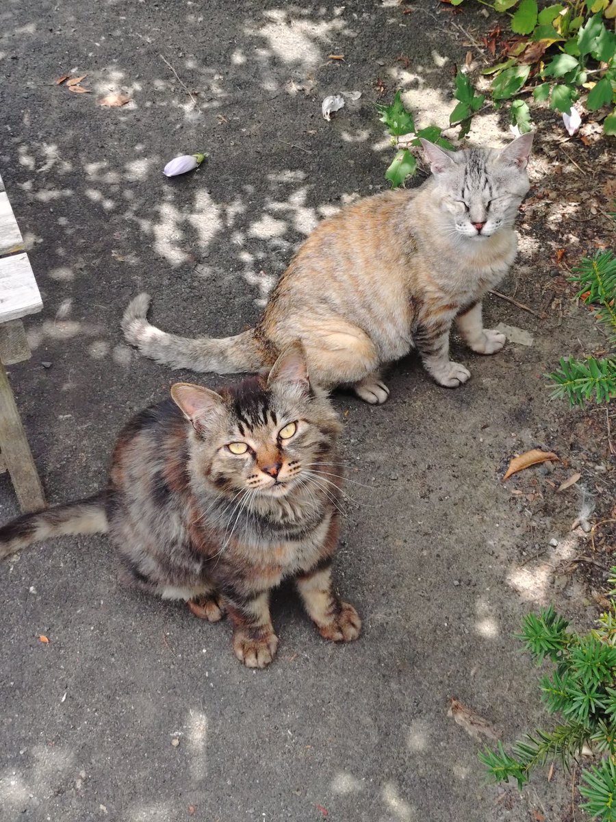 baoppu2's tweet photo. 猫 https://t.co/WVX1nVU7Sq