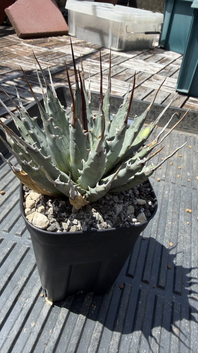 off_o_f_f's tweet photo. ユタエンシス エボリスピナ
鉢底から根が出てたのだ植え替え
もう少し粘れたかな？って根張り
根を整理してから
プレステラ105から120に鉢増し

エボリスピナの置き場所いつも悩む
直射日光の所置いたり50%遮光の所置いたり
正解は？

とりあえず梅雨入りから50%遮光屋根付きの所に置いてる https://t.co/E1N95oM0ck