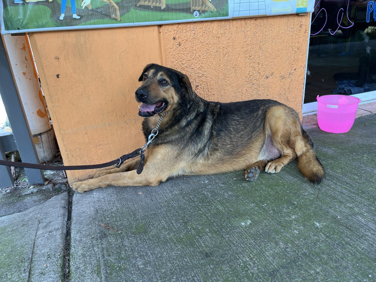 HELA_MORE's tweet photo. Mateo es un perrito extremadamente guapo.🤍

Las fotos no le hacen justicia,se ve aún más bello en vivo.🥹 https://t.co/iMAleuFeeF