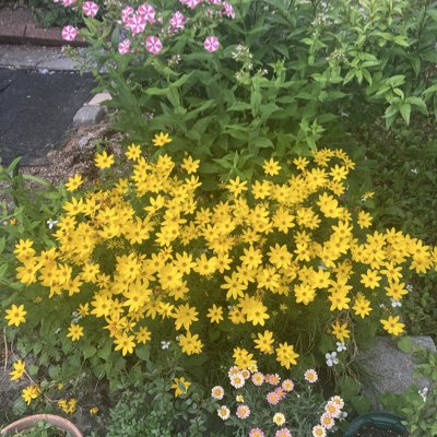 bragi_tarot's tweet photo. #新しいプロフィール画像 https://t.co/OyFTjYrdD4