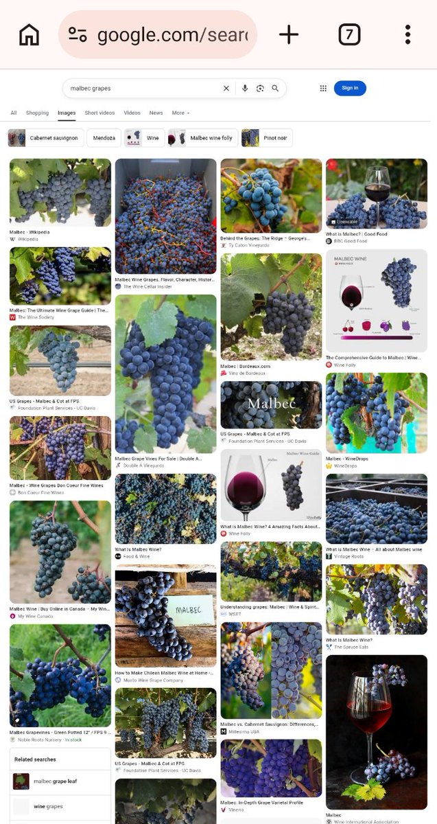 dontkillthelion's tweet photo. Want "M" : "Malbec" grapes &amp; whatever kind of transformations of those grapes  is nice (etc adjectives) https://t.co/qYDgzx20wR + https://t.co/H1a4Ehipc3 + https://t.co/2vmFtPWlRS + https://t.co/cHyVzYmXoy thank you also for the grape Venues ... https://t.co/dpQx9XH5gf