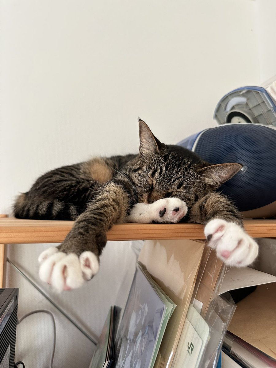 mwshiho's tweet photo. 暑くなると木材の上が寝心地いいらしい。

#保護猫
#キジシロ
#暑さ対策 https://t.co/CAp4FaI1iJ