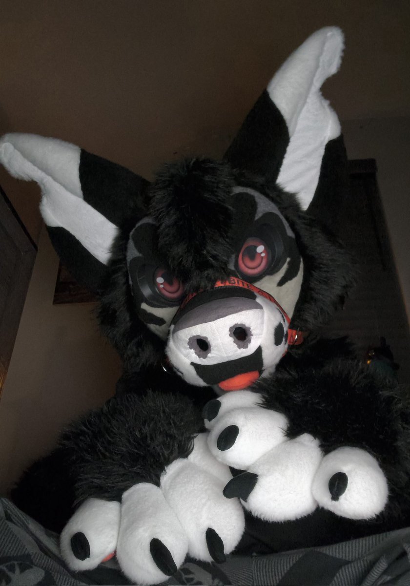 CrowleyMalaMute's tweet photo. Who's brave enough to befriend a HellHound https://t.co/Y5iwkRXPQK