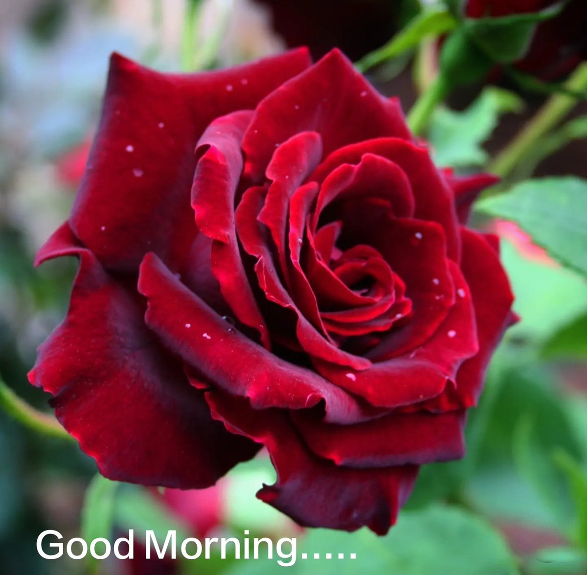 Prattikroy's tweet photo. Good Morning..... https://t.co/5EMUseAREl