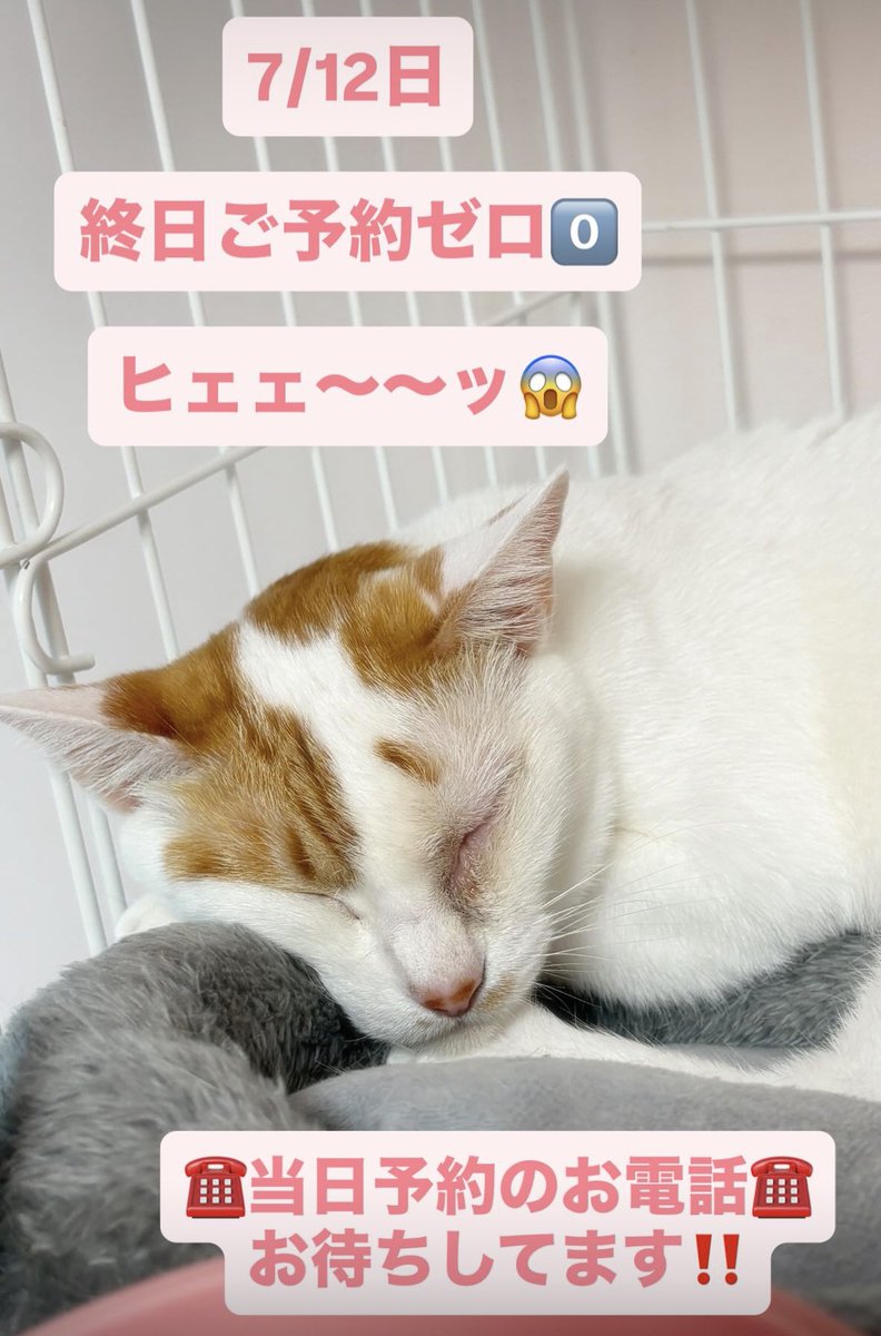 aoneko_cafe's tweet photo. に、日曜日ですよね、、！？！！？

やばばばば

当日予約のお電話お待ちしてます〜ッッ！ https://t.co/pAxPMDwKKx