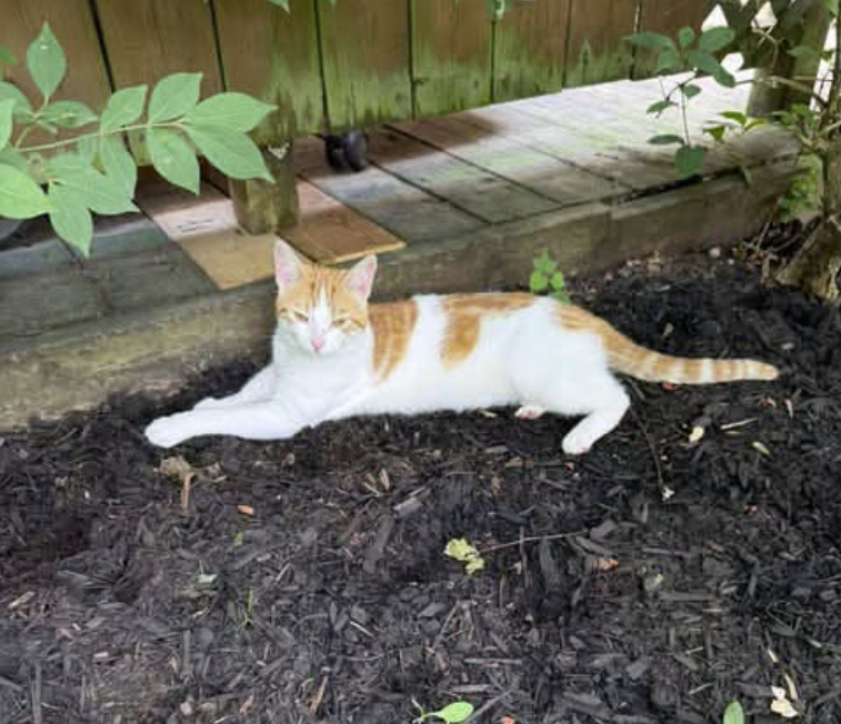 GuelphLostPets's tweet photo. Here's another photo of this cat from the post we shared yesterday. https://t.co/WRwy8C4Hco