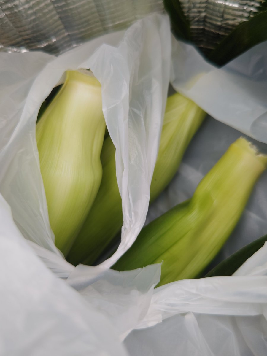 mina7haru's tweet photo. とうもろこし🌽と枝豆🫛を買いに自転車で農園へ
朝もぎたてのとうもろこしほど美味しいものはないよね🩷 https://t.co/rqwbTqSJyL