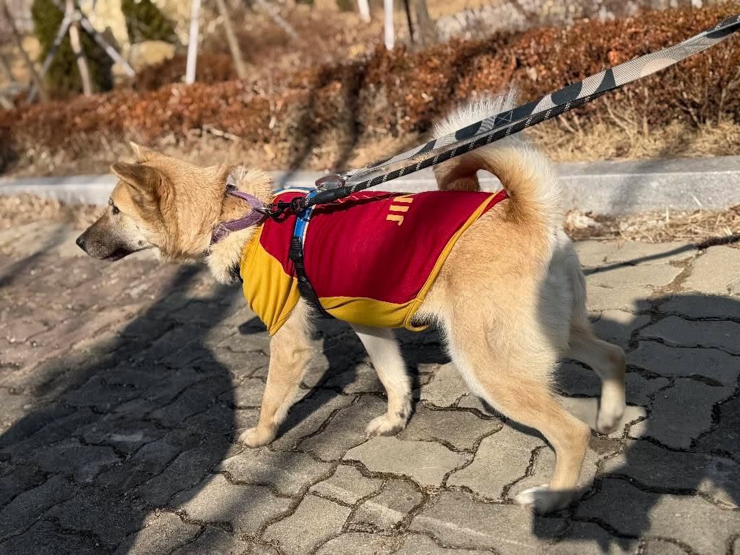 koj9088's tweet photo. $DAWG is about more than just numbers. We have a history of donating to dog rescues, and we are still in active, ongoing communication with them today. 🐾
Our partner, Korean K9 Rescue, is also known for their impactful collaboration with $Bonk. Join our official community to be part of this mission:
🔗 https://t.co/dZnml8Wi6H