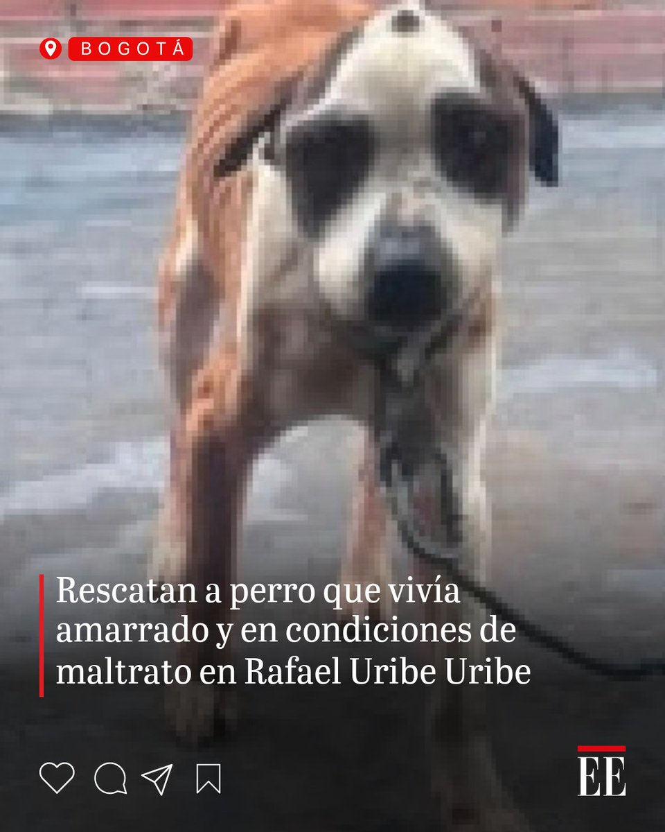 elespectador's tweet photo. El animal permanecía confinado en una terraza, con lesiones en la piel y sin acceso permanente a agua ni alimento. 👉 https://t.co/KSBAYRj4n1 https://t.co/DrBTNEzIFg