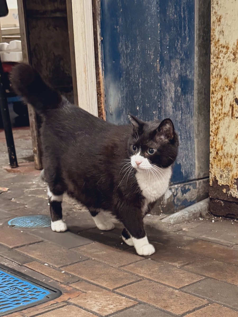 TERASHIMA_MAY's tweet photo. キダれんこんによるウラくん捜索隊で無事に発見したので猫ポーズ囲みと突然発生した謎囲み。ウラくんもめいちゃんも可愛くて幸せでした。 https://t.co/vf8pOgnp9r