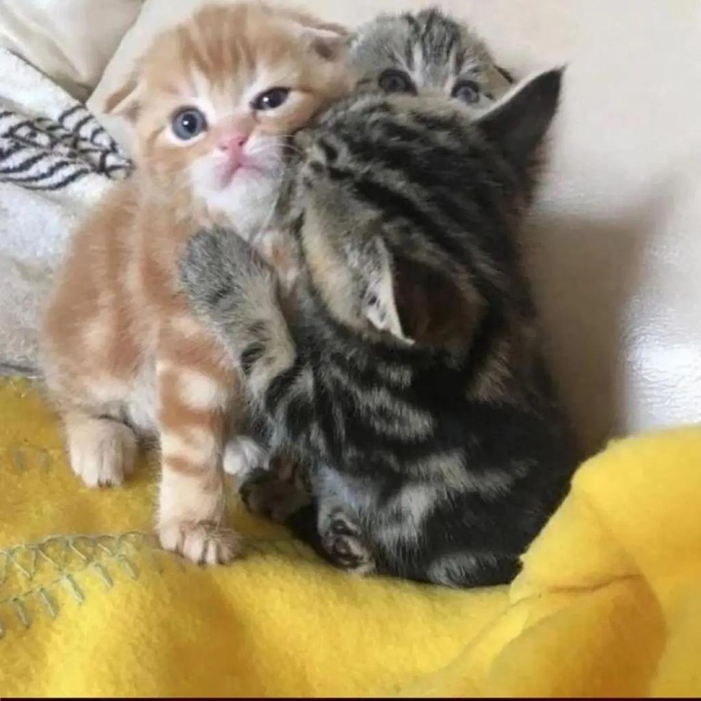 Just cats tweet media